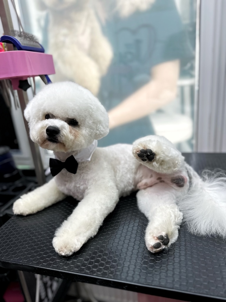 Бішон після стрижки вирішив продемонструвати гарно вибриту зону геніталій