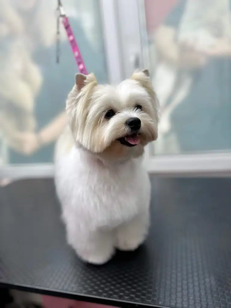 Білий бівер-йорк після стрижки схожий на об'ємну та невагому хмаринку