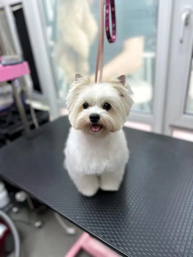 Білий бівер-йорк з об'ємною стрижкою голови має поголені кінчики вушок