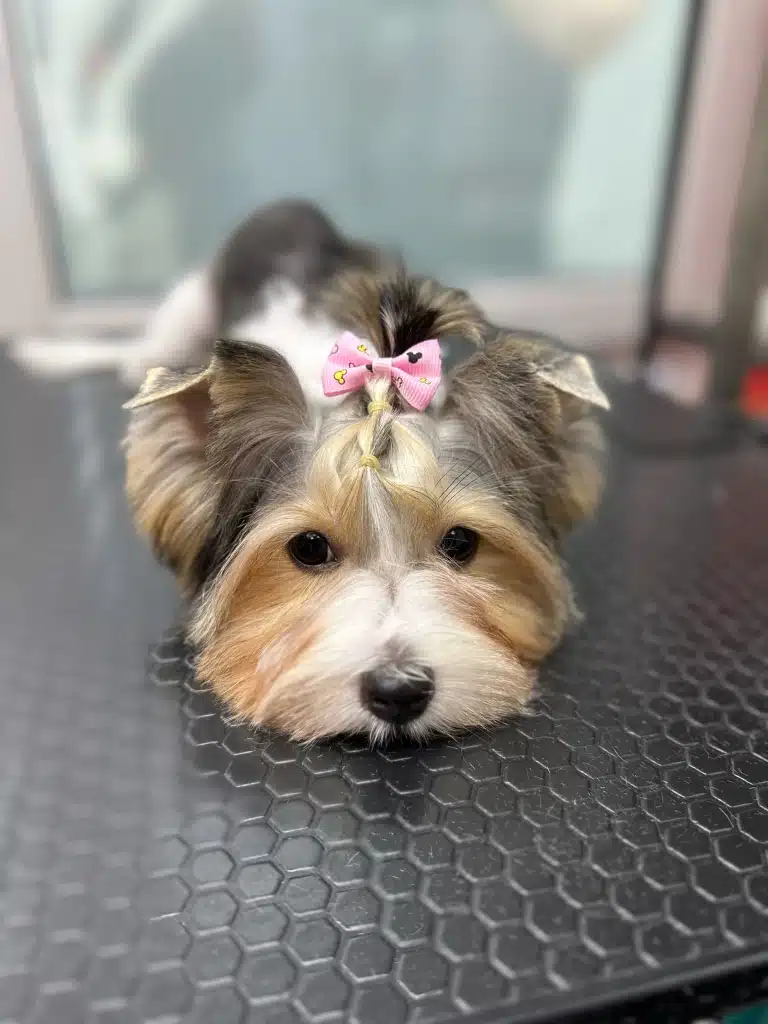 На голові бівер-йорка грумер заплів топ кнот з використанням жовтих резинок та бантика