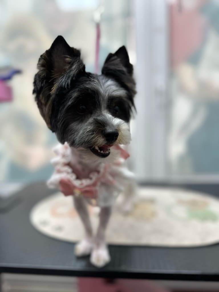 Бівер-йорк з чорною головою має половину плюшки на морді білого кольору