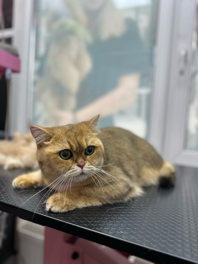 Кіт з білими довгими вібрисами лежить ліворуч від купи вичесаного підшерстя