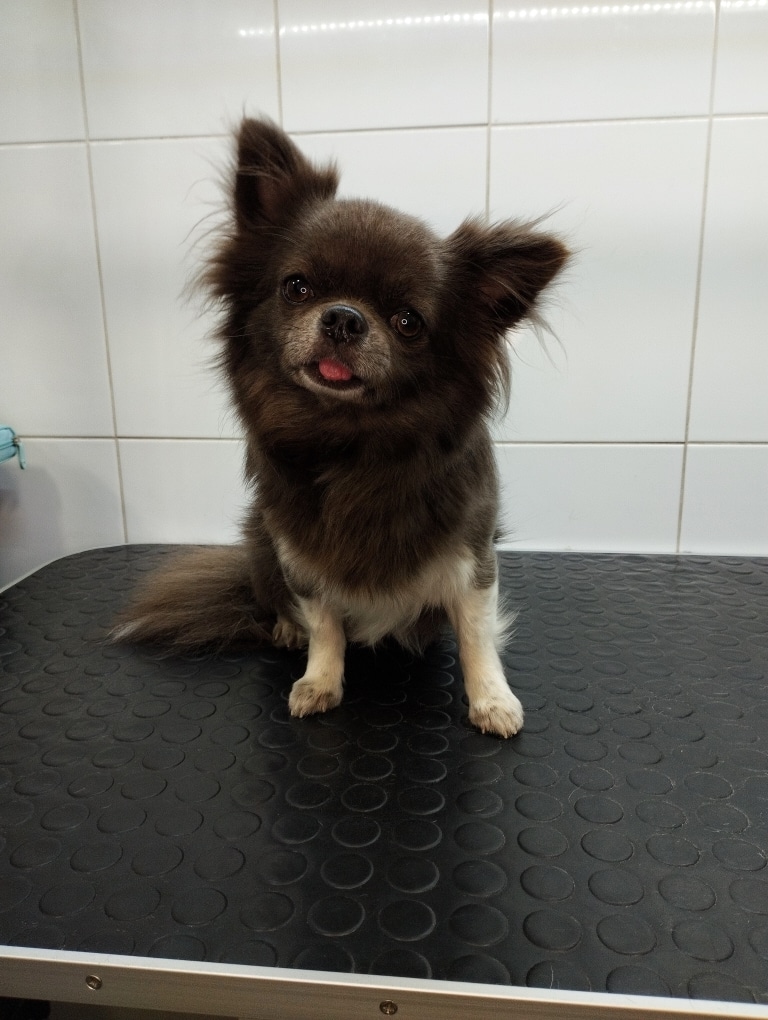 Коричневий довгошерстий чихуахуа з білими лапками сидить на чорному столі з об'ємними кружечками на поверхні