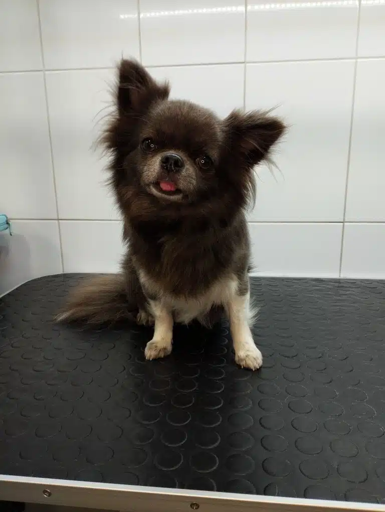 Коричневий довгошерстий чихуахуа з білими лапками сидить на чорному столі з об'ємними кружечками на поверхні