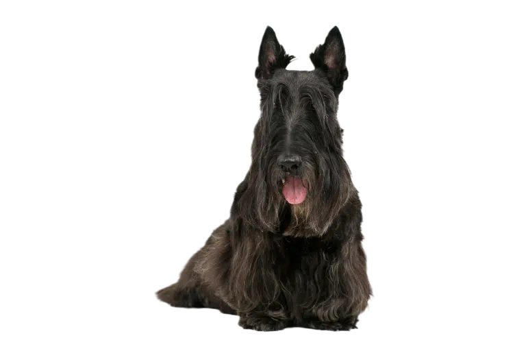 Під довгою шерстю на бровах ховаються очі скотч тер'єра