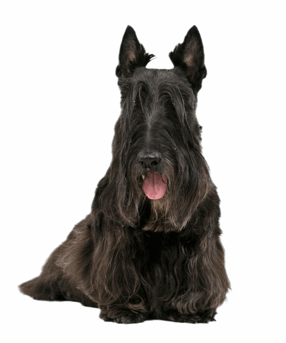 Під довгою шерстю на бровах ховаються очі скотч тер'єра