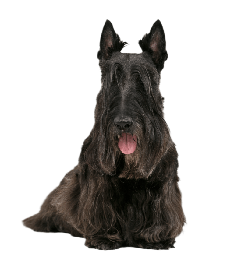 Під довгою шерстю на бровах ховаються очі скотч тер'єра