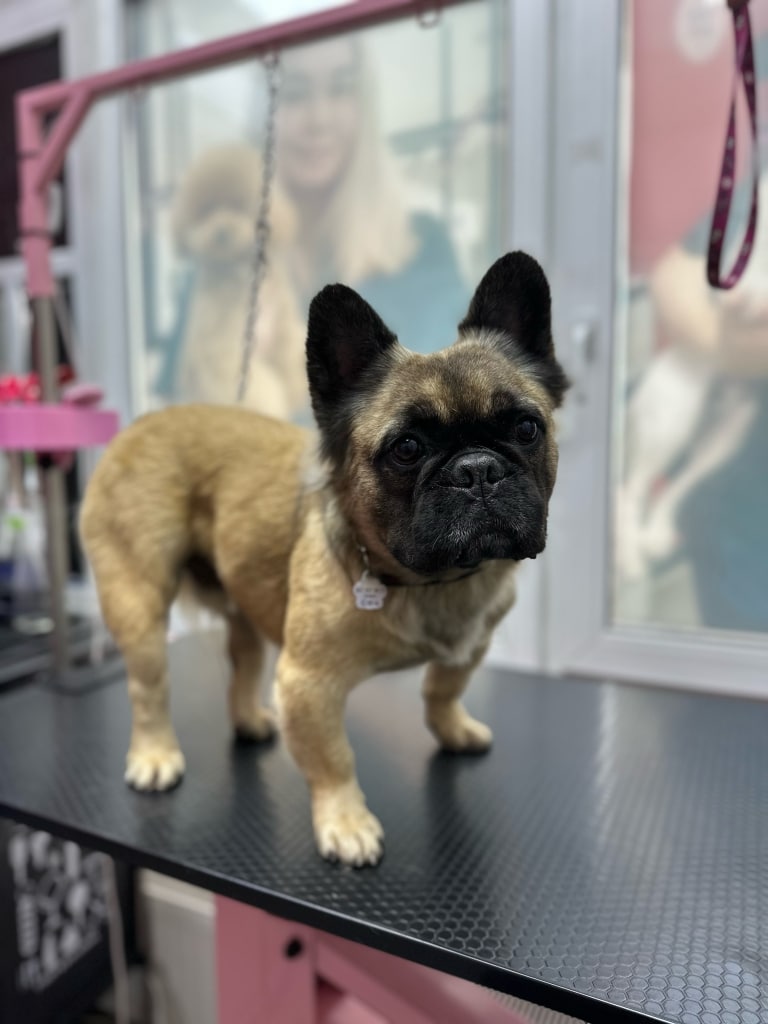 Пухнастий бульдог з чорними вушками стоїть боком до вікон з зображенням грумерів