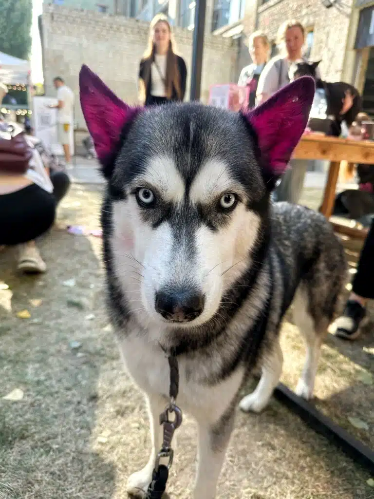 Хаскі має рожеву шерсть всередині вушок та стрази на кінчиках