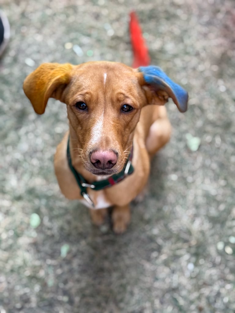 Коричневий собака має пофарбовані крейдою вушка жовтого та блакитного кольору