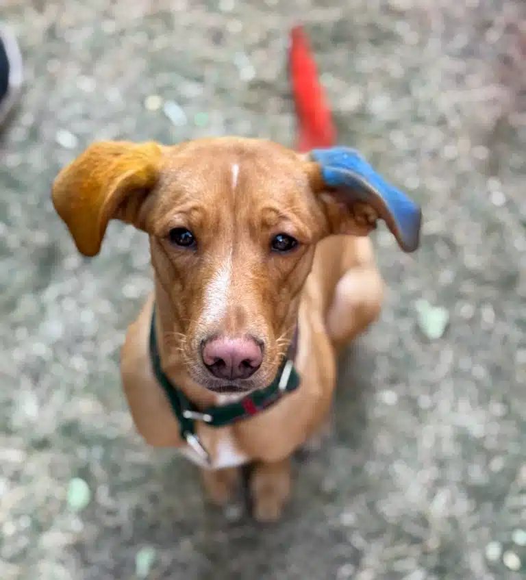 Коричневий собака має пофарбовані крейдою вушка жовтого та блакитного кольору