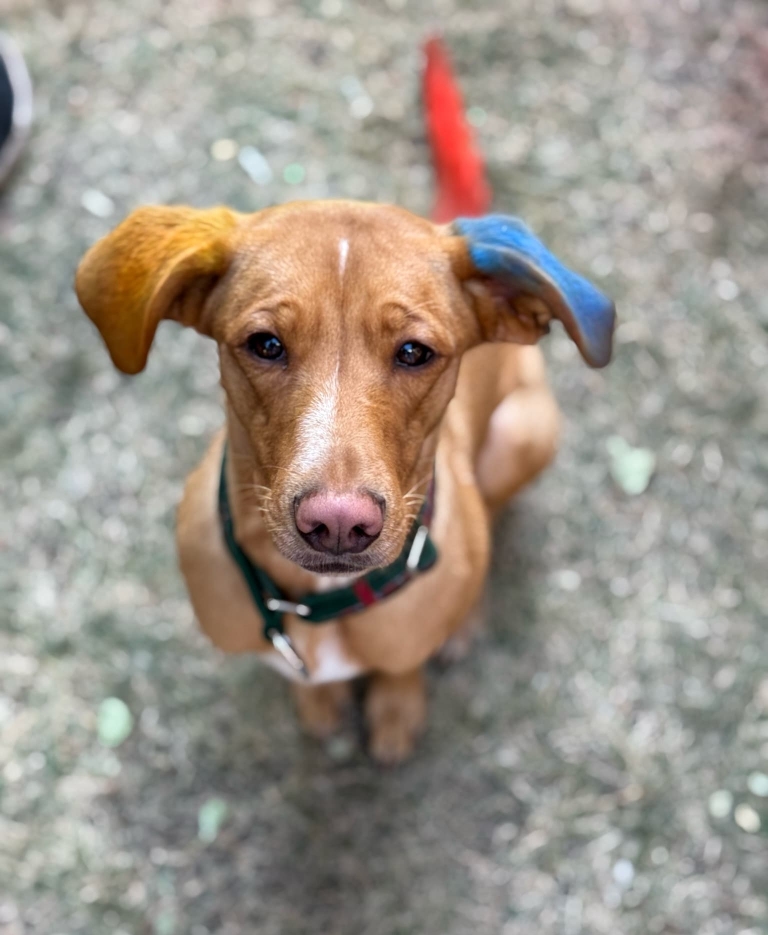 Коричневий собака має пофарбовані крейдою вушка жовтого та блакитного кольору
