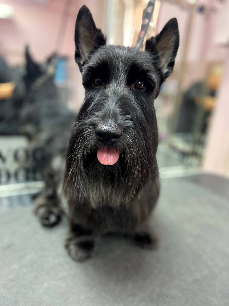 Грумер залишив скотч тер'єру довгу бороду, однак шерсть з брів зістриг