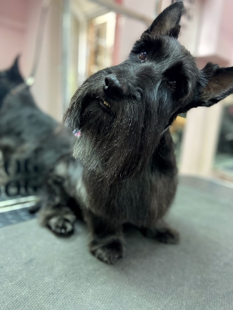 Чорний скотч тер'єр нахилив голову в протилежний від дзеркала бік