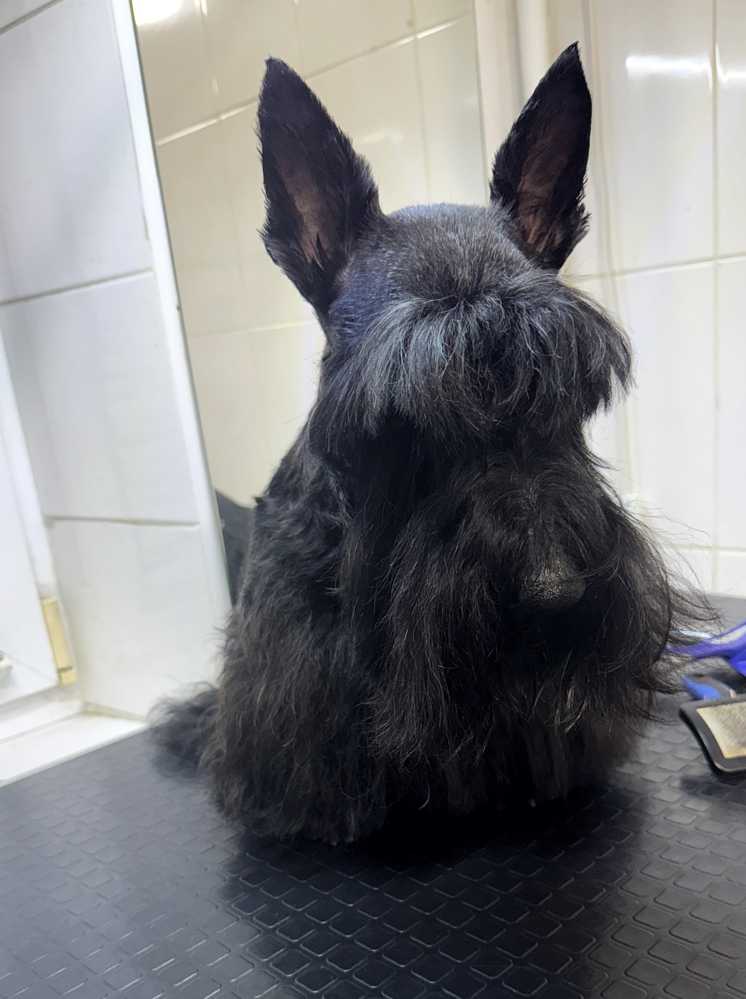 Вушка скотч тер'єра коротко підстрижені, а густі брови звисають вниз