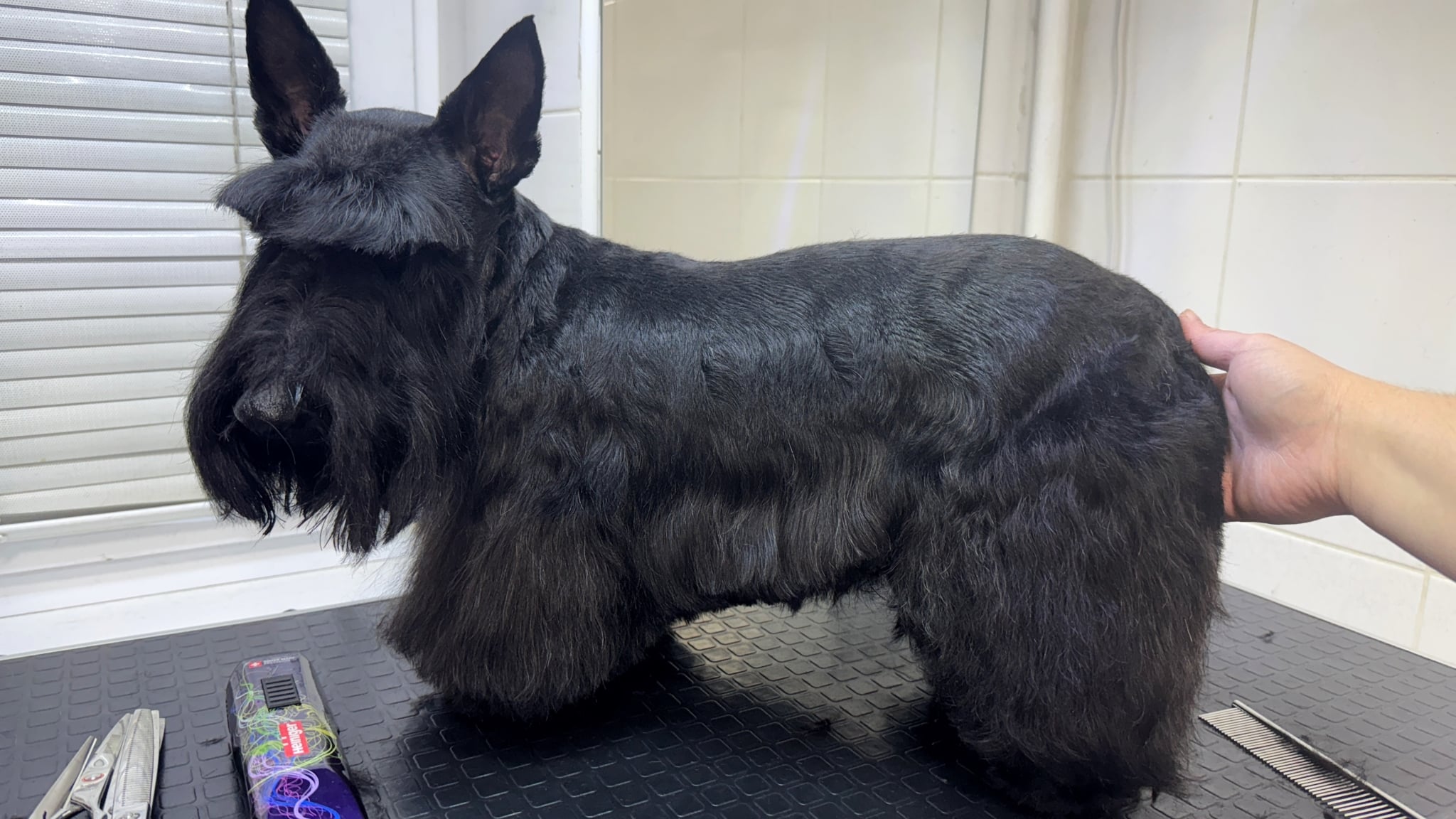 На спинці скотч тер'єра видні сліди від машинки, якою грумер коротко забривав шерсть