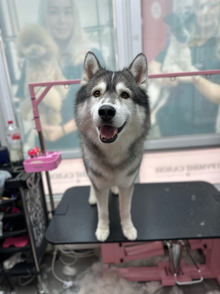 Під столом, на якому стоїть хаскі, зібралась купа білого вичесаного підшерстя після грумінгу