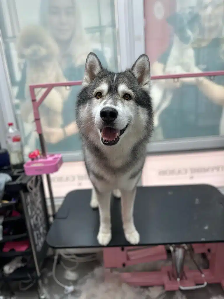 Під столом, на якому стоїть хаскі, зібралась купа білого вичесаного підшерстя після грумінгу