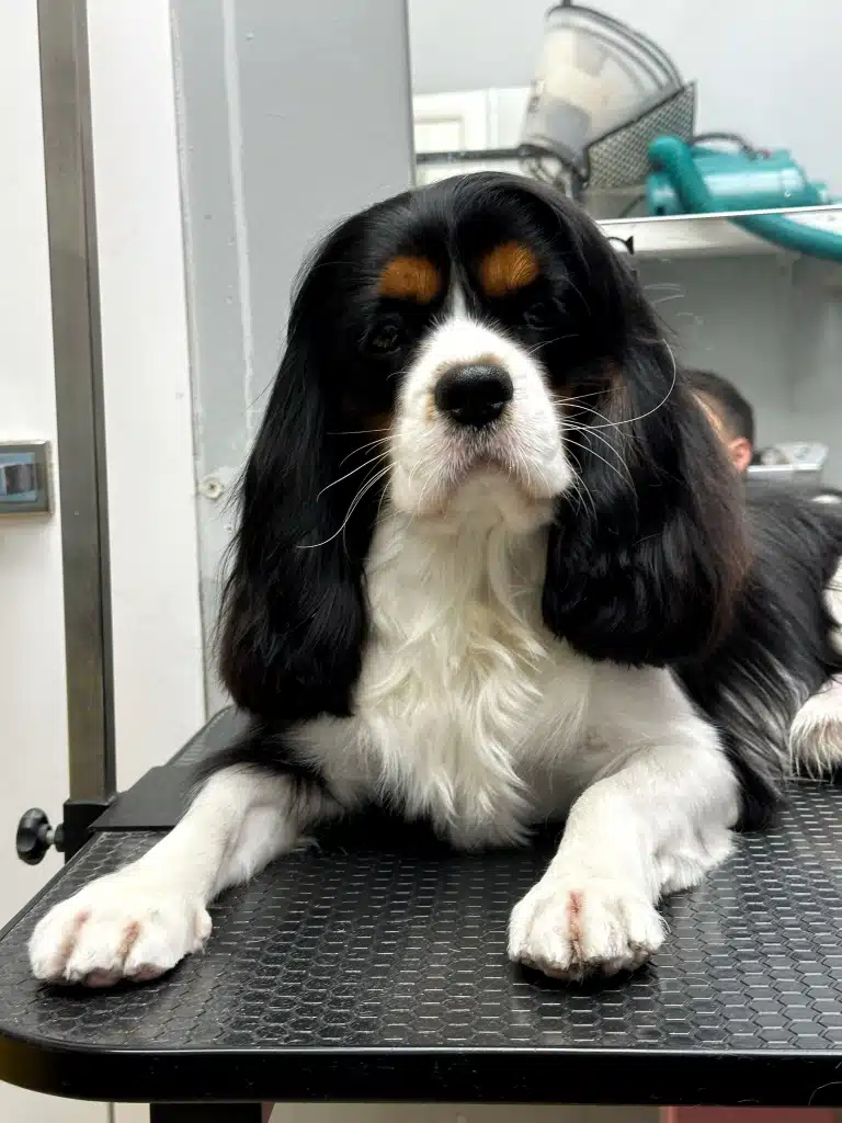 Спанієль лежить на грумерському столі у позі сфінкса