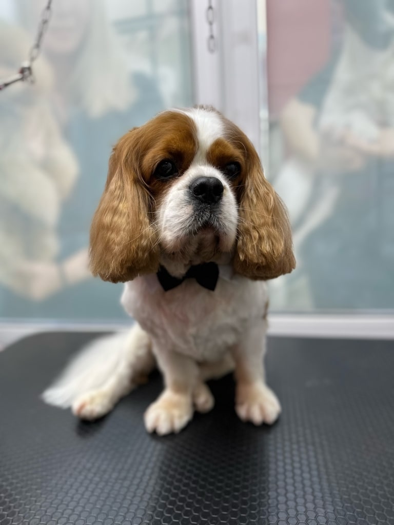 Коричнево-білого спанієля залишили з довгими вушками, а шерсть на корпусі коротко підстригли під машинку