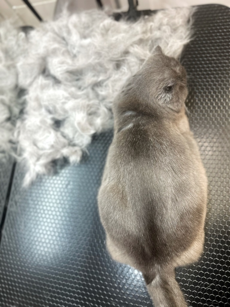 Вичесана шерсть сірого кота аж блищить на спинці