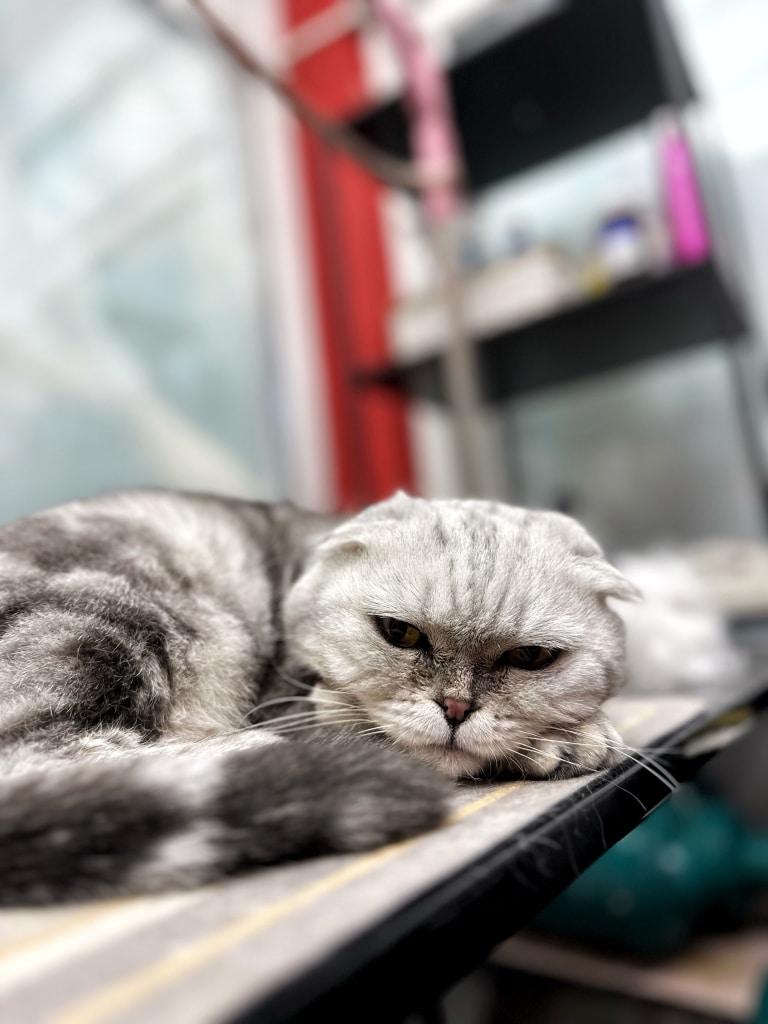 Шотландський кіт після грумінгу втомився та засинає