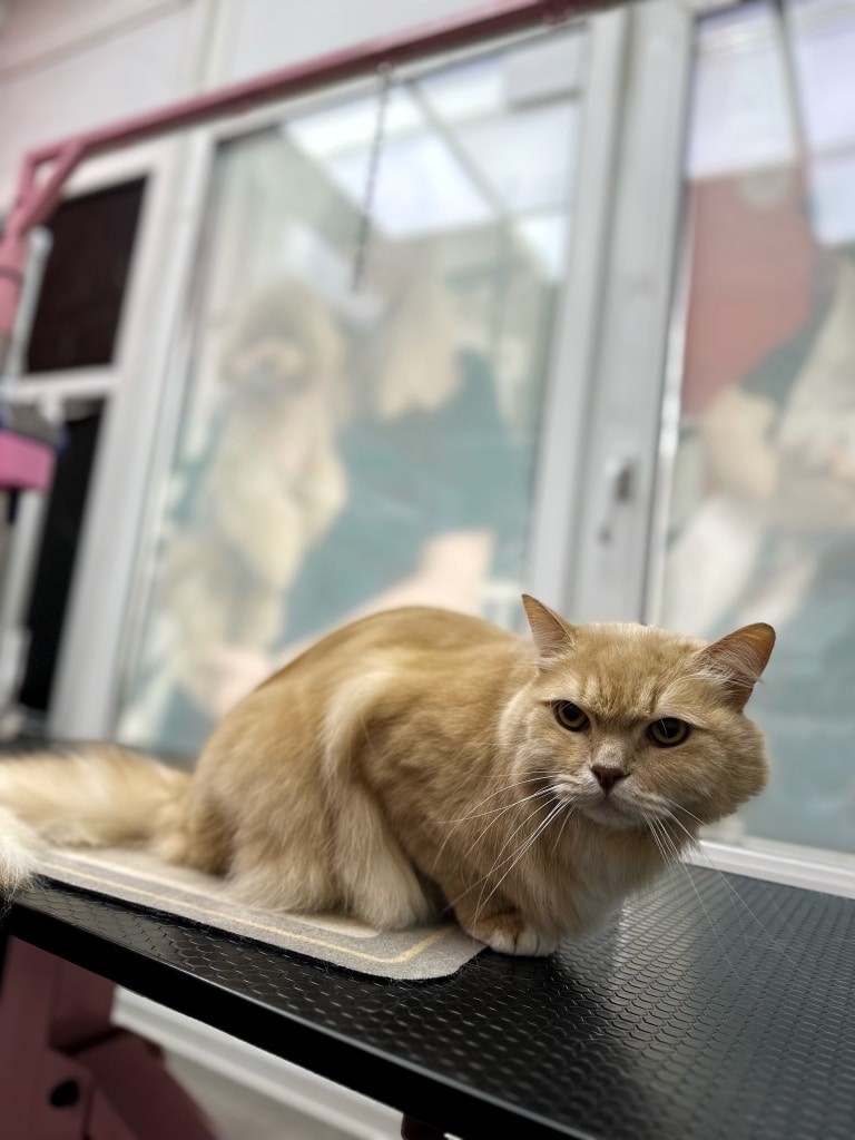 Рудий кіт сидить на килимку, поклавши передні лапи на чорну поверхню грумерського столу