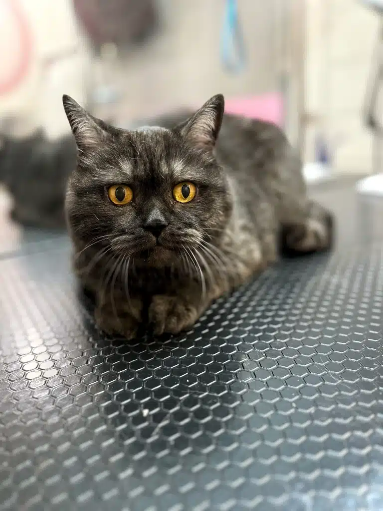 Чорний кіт з білим підшерстям має бурштинові очі