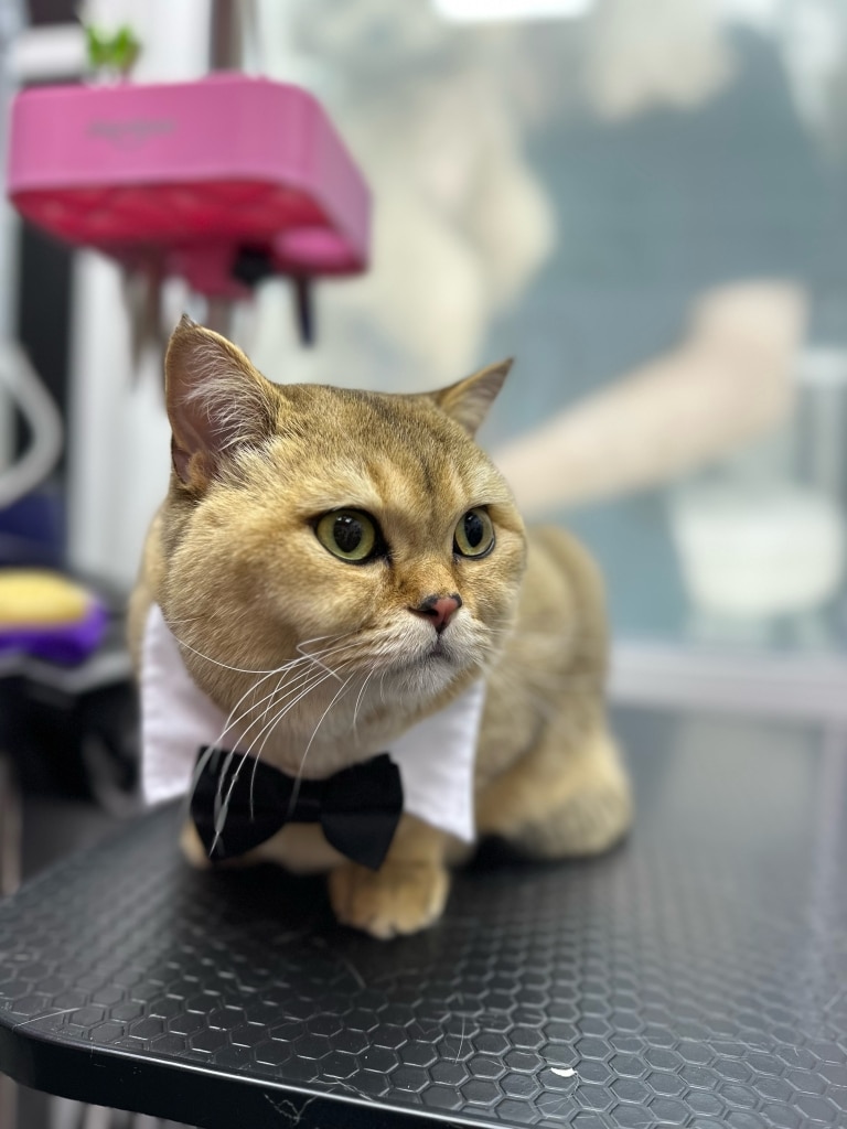 Шиншила присіла на краю чорного стола поруч з рожевим тримачем ножиць