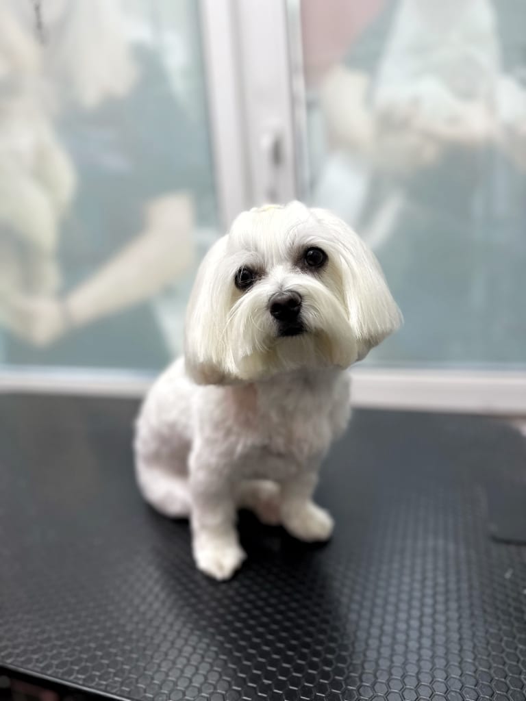 Грумер підстриг шерсть мальтезе так, щоб вушка та борода були однієї довжини