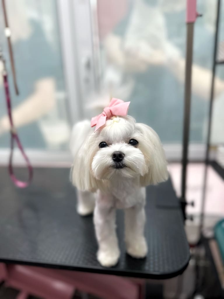 Мальтезе з зачіскою як у принцеси має милий вигляд