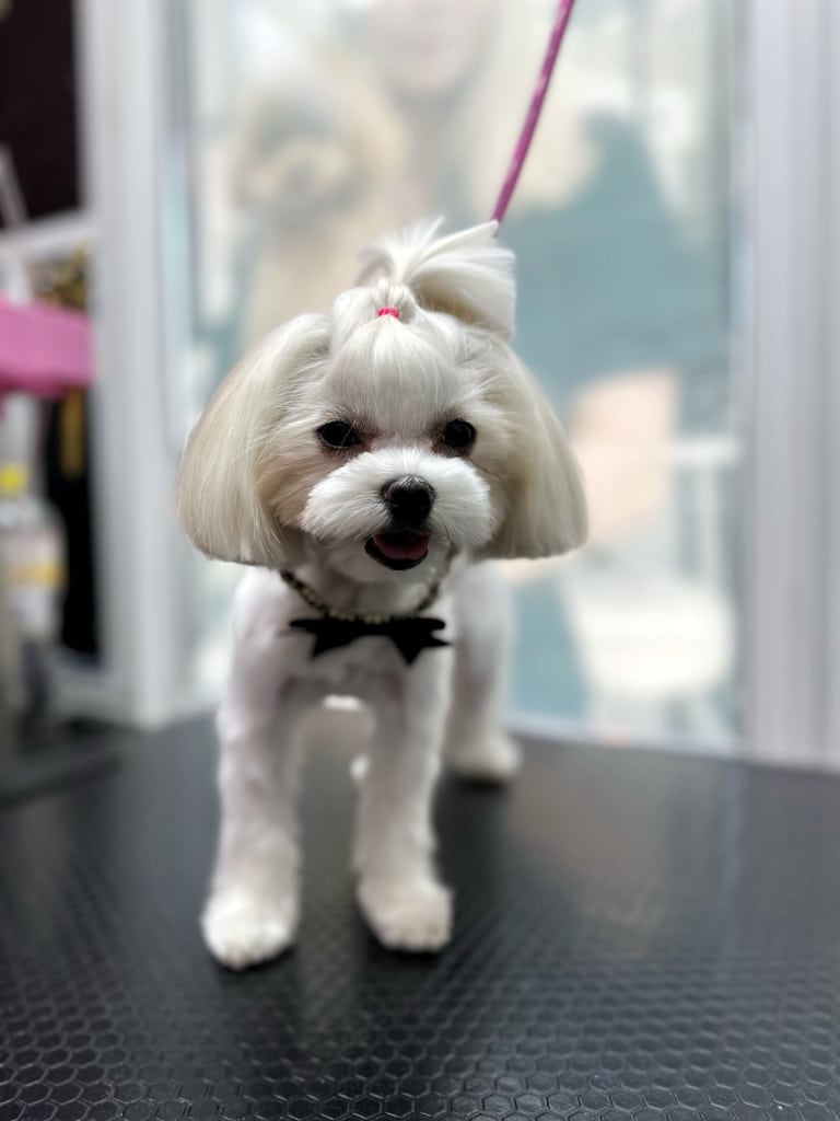 Шерсть на голові мальтезе зібрана у топ кнот за допомогою рожевих резинок