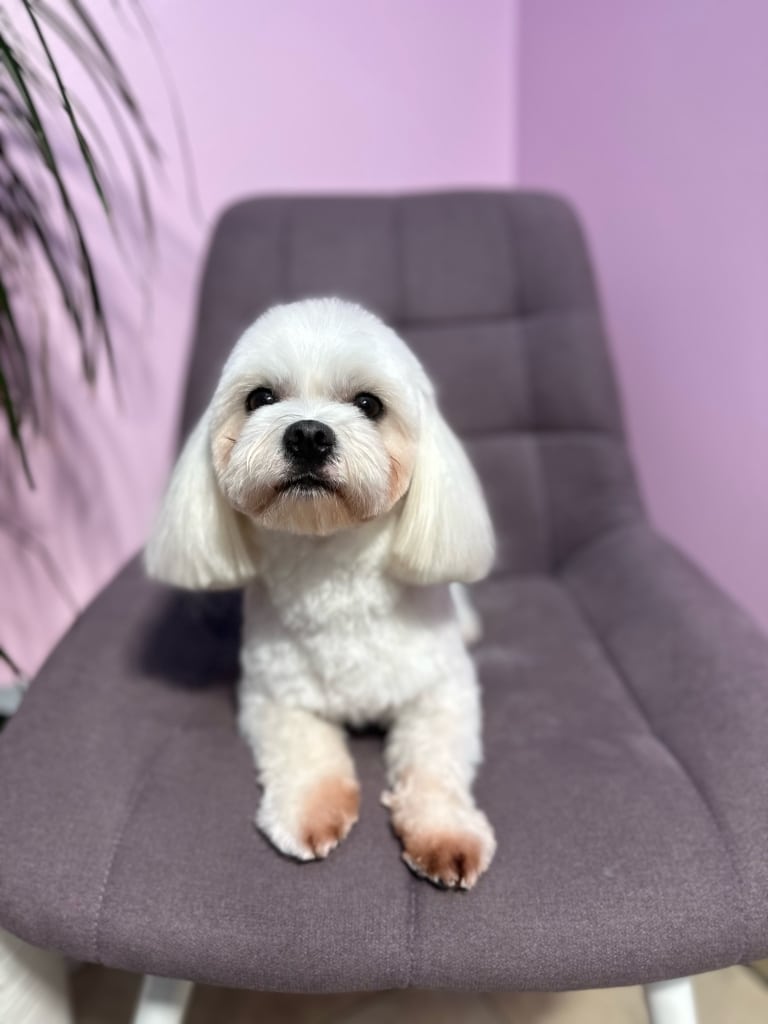 На передніх лапах мальтезе можна побачити коричневу шерсть від розповсюдження грибка