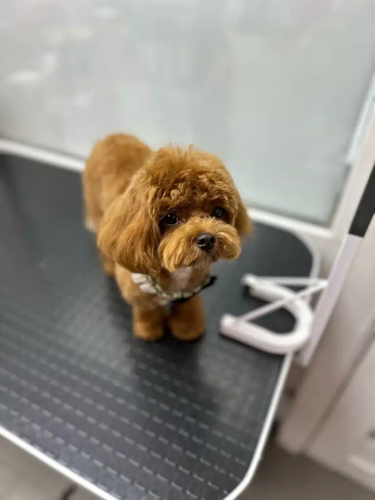 Коричневий мальтіпу з білою шерстю на грудці має кучеряву шерсть на лобі