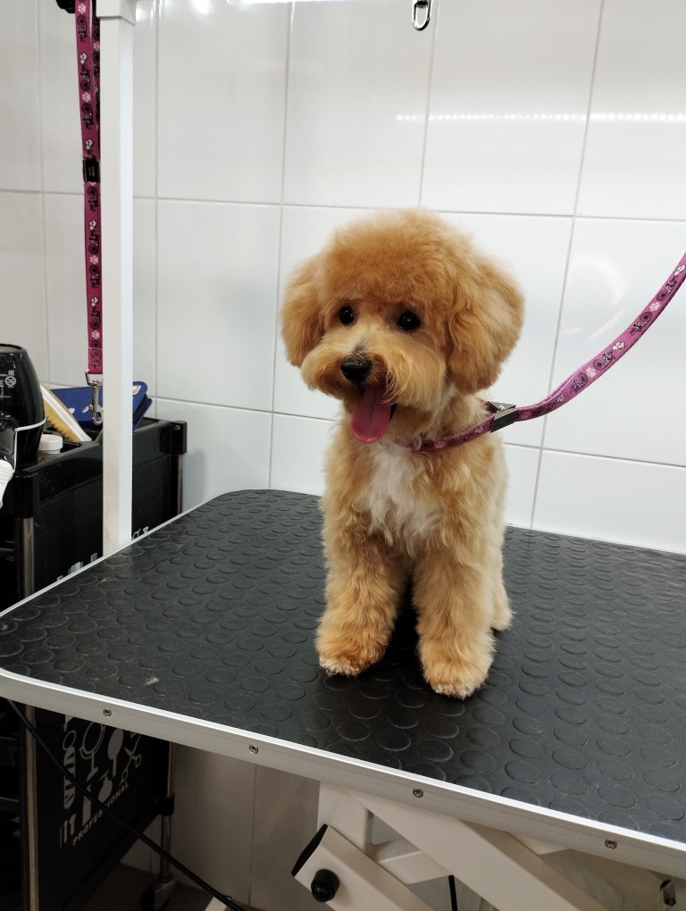 Цуценя мальтіпу після стрижки має трохи рвану шерсть завдяки дитячій шерсті