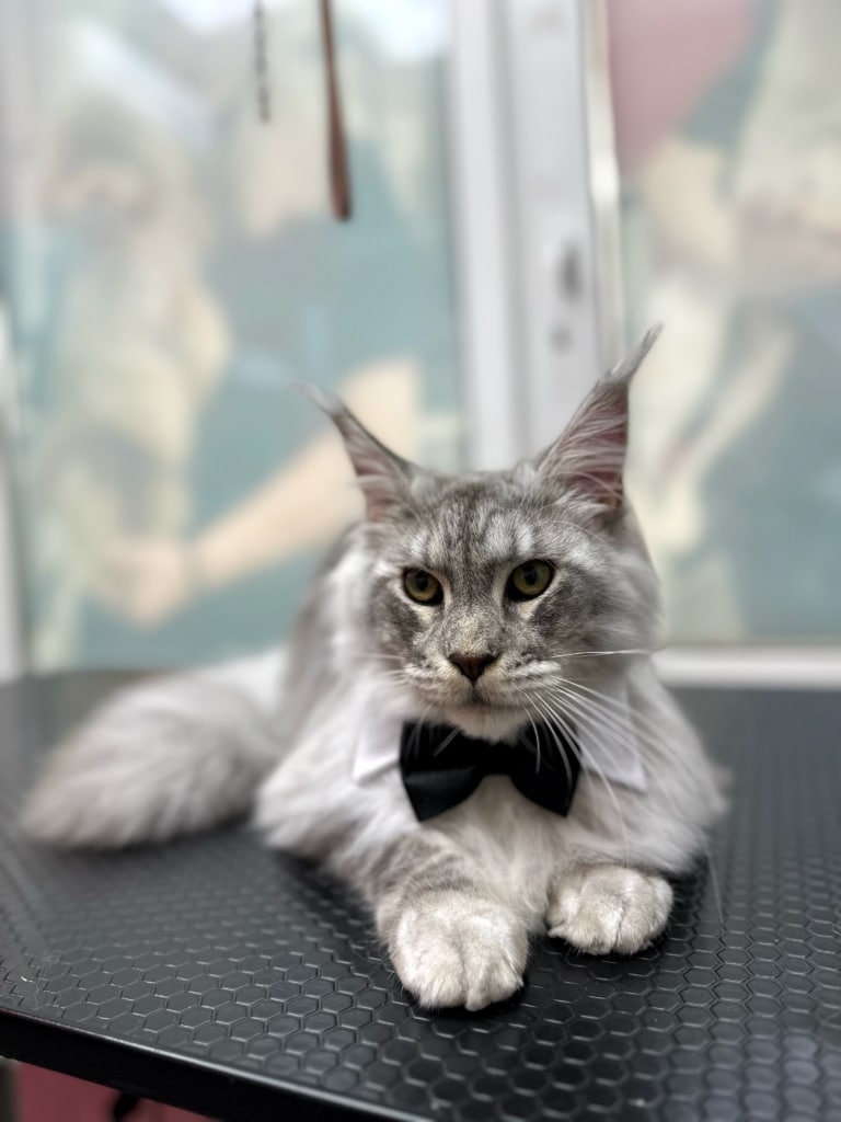 Сірий мейн-кун з чорним метеликом лежить на чорній поверхні біля білих вікон з наліпками