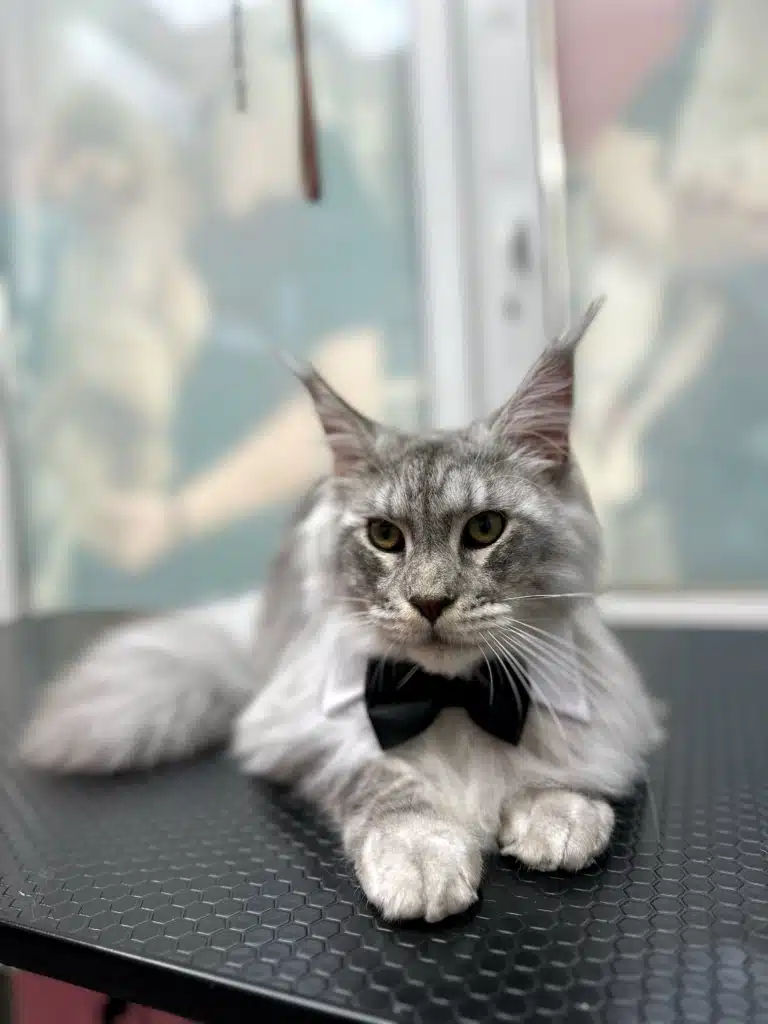 Сірий мейн-кун з чорним метеликом лежить на чорній поверхні біля білих вікон з наліпками