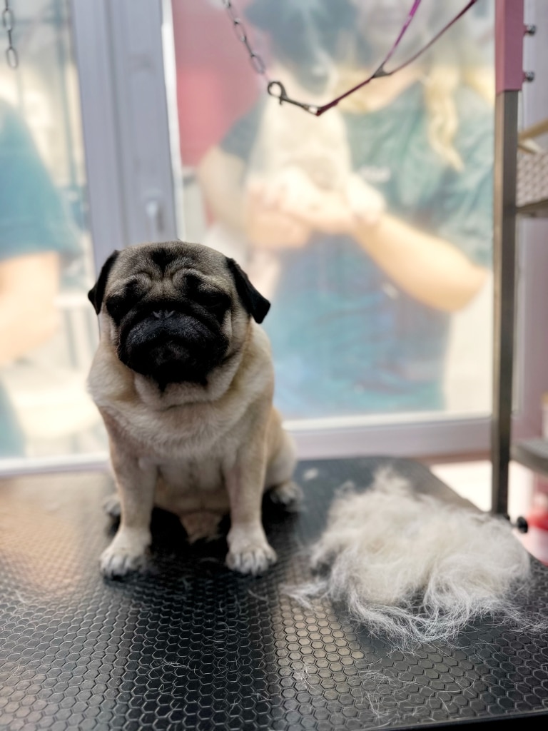 Мопс сидить праворуч від купки вичесаного підшерстя на грумерському столі