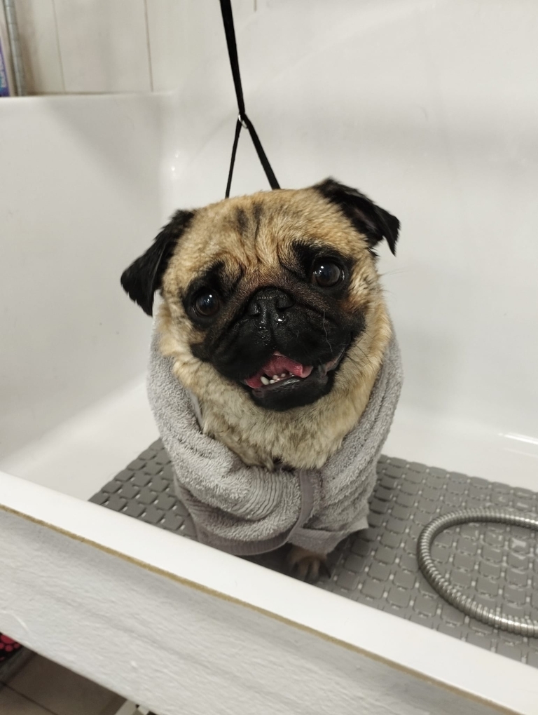 Мопс, закутаний у сірий рушник, стоїть на сірому килимку у ванній