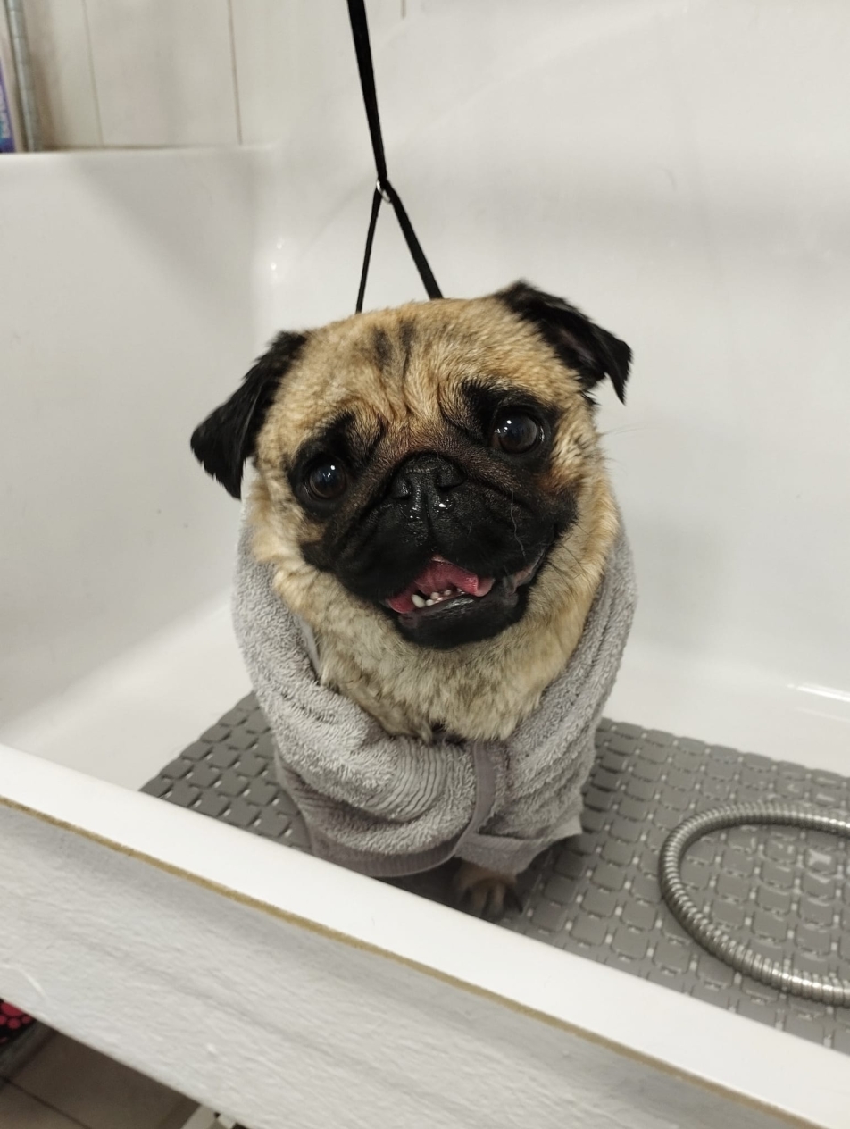 Мопс, закутаний у сірий рушник, стоїть на сірому килимку у ванній