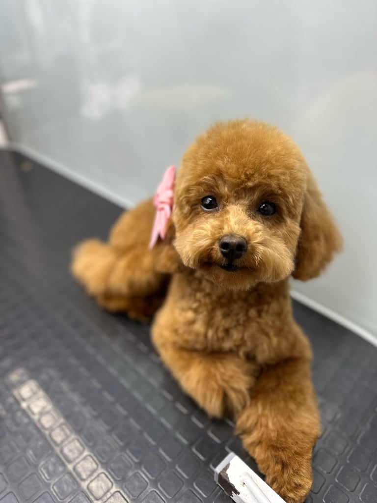 На вусі підстриженого пуделя прикріплений великий рожевий бантик