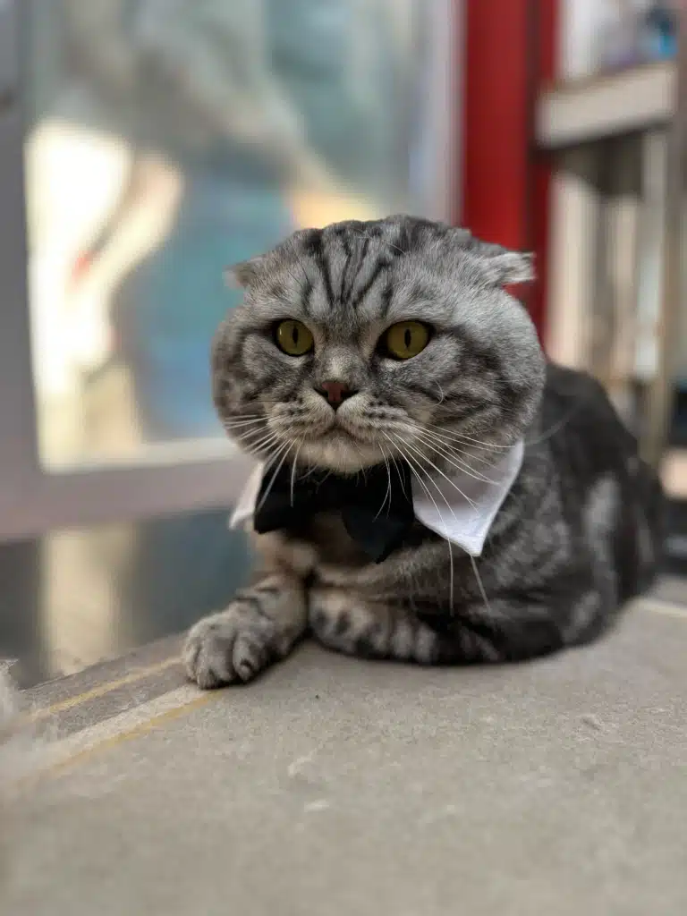 Сірий кіт з чорними смужками шерсті має на шиї білий комірець з метеликом