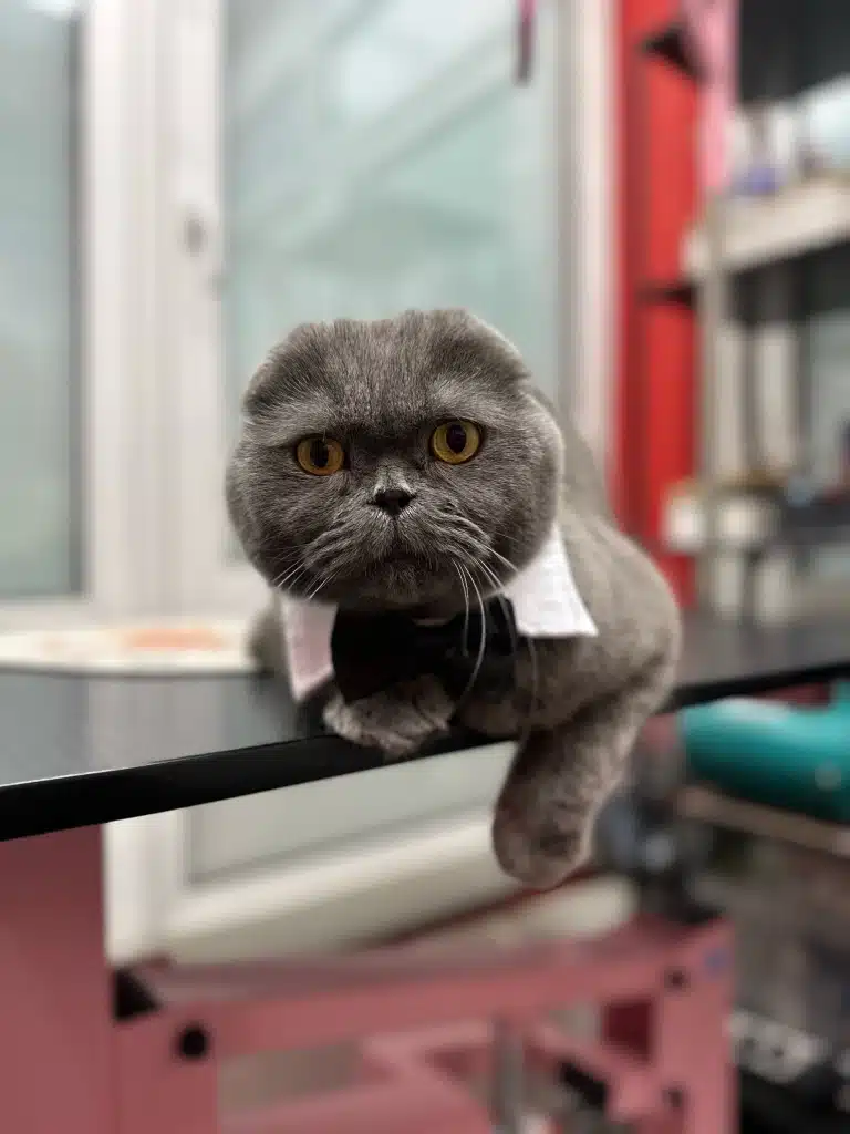 Сірий кіт з коротенькими вушками звісив передню ліву лапу зі столу