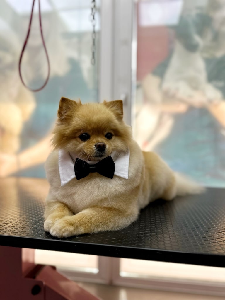 Шпіц у комірці лежить на чорному столі з рожевими ніжками