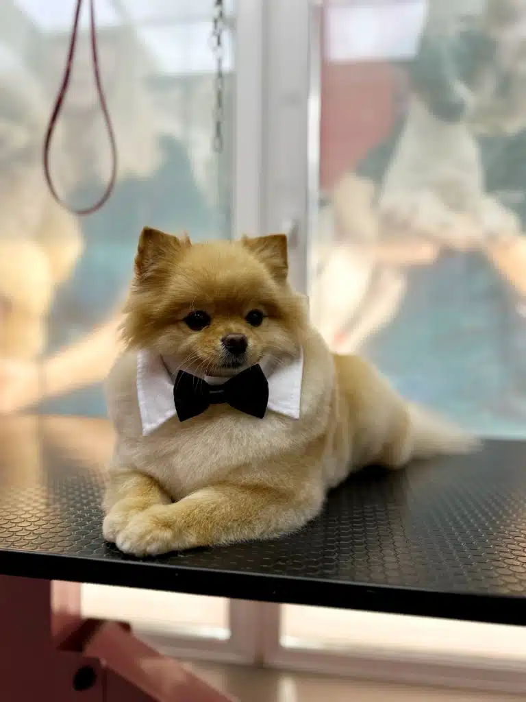 Шпіц у комірці лежить на чорному столі з рожевими ніжками