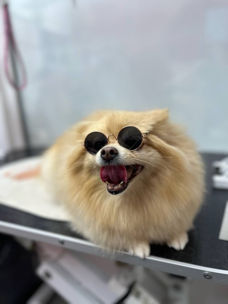 Шпіц у чорних окулярах з круглим склом дістав рожевим язиком до піднебіння