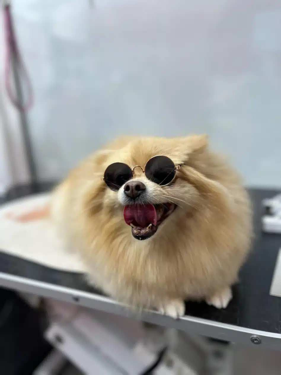 Шпіц у чорних окулярах з круглим склом дістав рожевим язиком до піднебіння