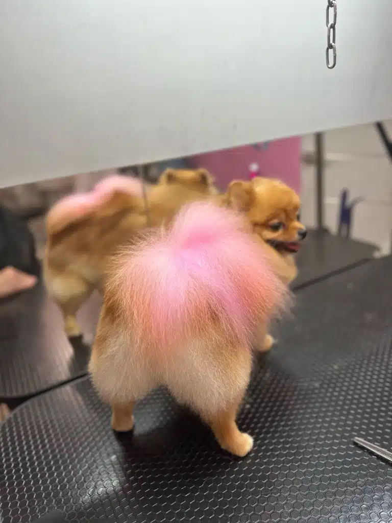 Шерсть на хвості рудого шпіца пофарбована у рожевий колір