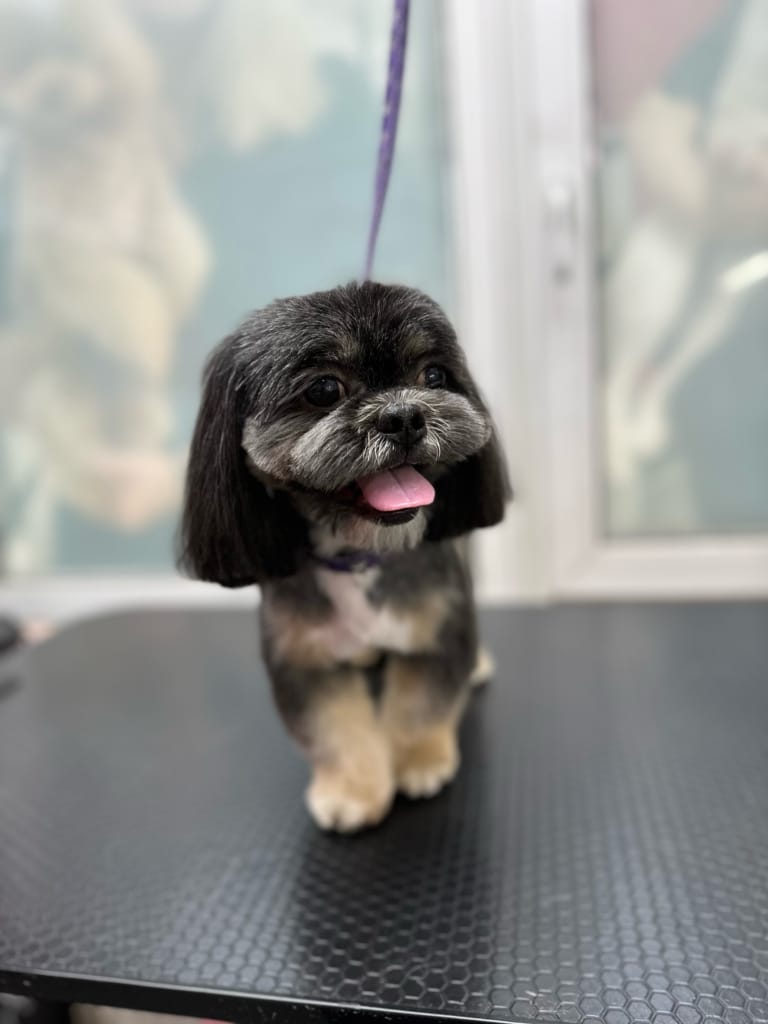 Чорний ши-цу з коричневими лапами має сірувату шерсть на морді