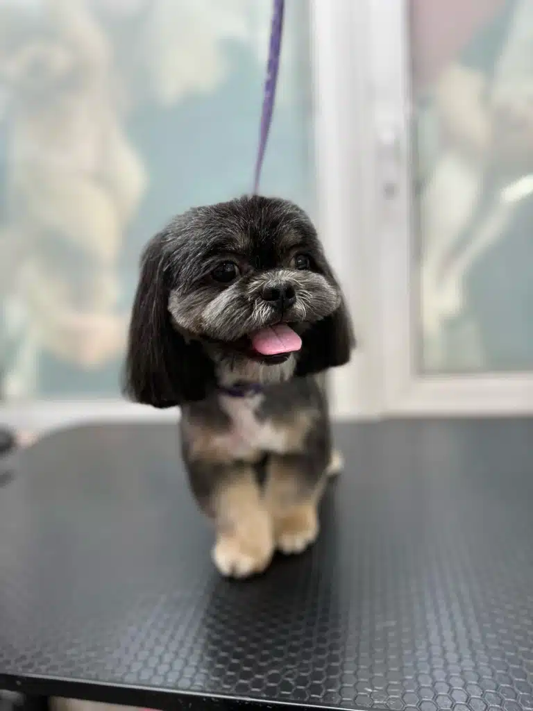 Чорний ши-цу з коричневими лапами має сірувату шерсть на морді